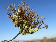 Agave datylio