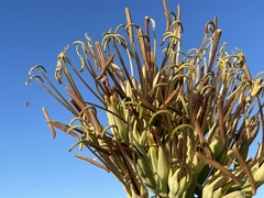 Agave datylio