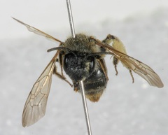 Andrena forbesii