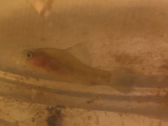 Aphredoderus sayanus