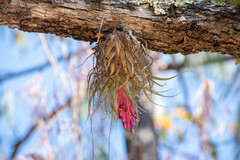 Tillandsia macdougallii