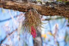 Tillandsia macdougallii
