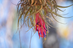 Tillandsia macdougallii