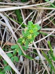 Cruciata glabra