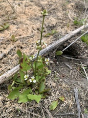 Echinodorus berteroi