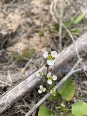 Echinodorus berteroi
