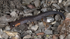 Plethodon jordani