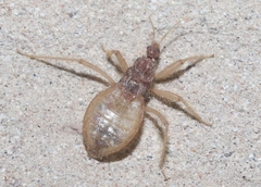 Reduvius sonoraensis