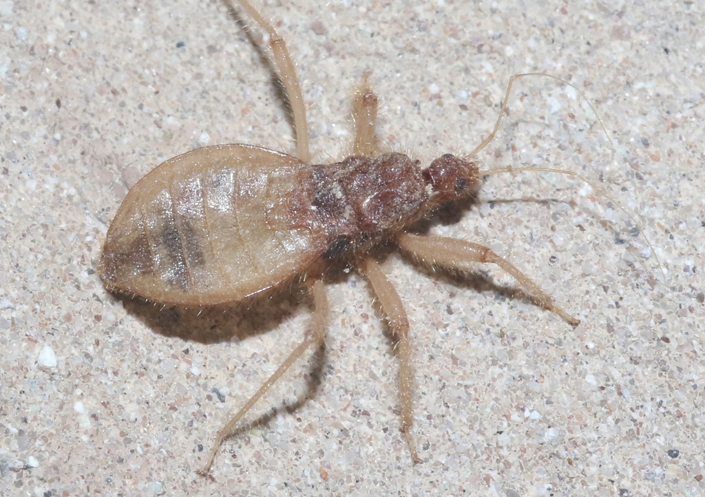 Reduvius sonoraensis