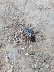 Acanthoplus discoidalis