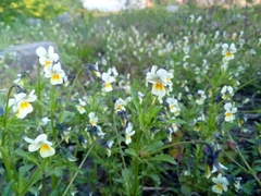 Viola arvensis