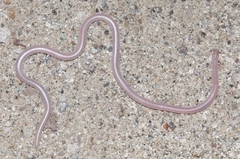 Rena humilis cahuilae