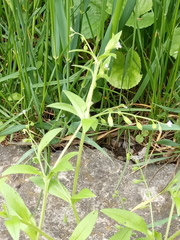 Myosotis sparsiflora