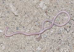 Rena humilis cahuilae