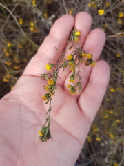 Marasmodes trifida