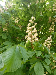 Aesculus hippocastanum