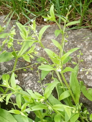 Myosotis sparsiflora