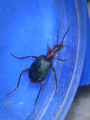 Brachinus