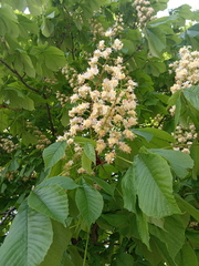 Aesculus hippocastanum