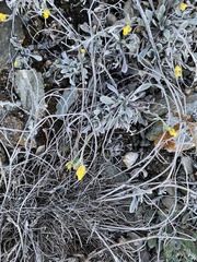 Physaria arctica
