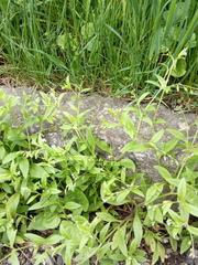 Myosotis sparsiflora