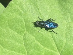 Chalcosyrphus chalybeus