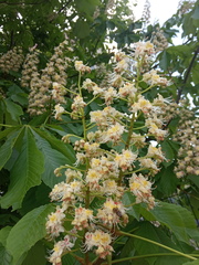 Aesculus hippocastanum