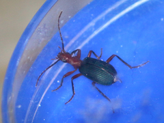 Brachinus