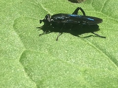 Chalcosyrphus chalybeus