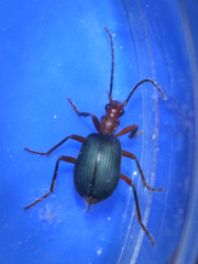 Brachinus