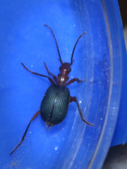 Brachinus