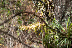 Tillandsia borealis