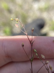 Sagina decumbens