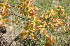 Quercus robur