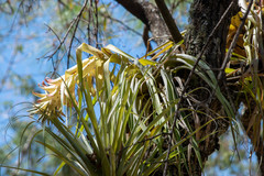Tillandsia borealis