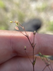 Sagina decumbens
