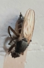 Coelopa