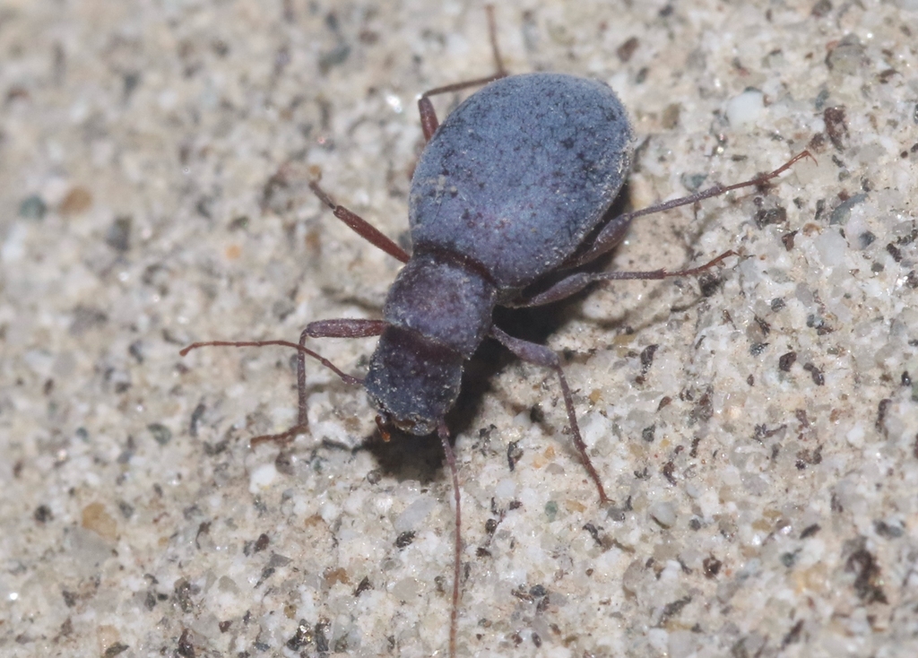 Eschatomoxys
