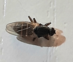 Coelopa