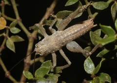 Ateloplus notatus