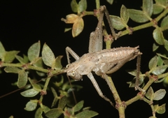Ateloplus notatus