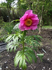 Paeonia hybrida