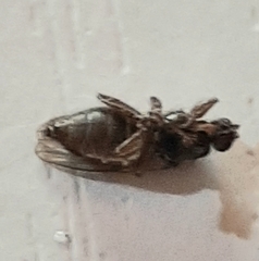 Coelopa