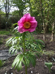 Paeonia hybrida