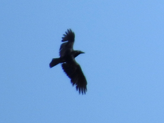 Corvus corax