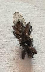 Coelopa
