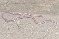 Rena humilis cahuilae