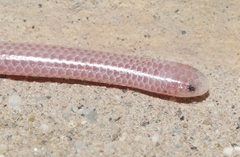 Rena humilis cahuilae