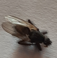 Coelopa