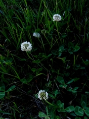 Trifolium repens